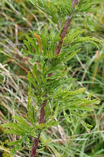 Senecio erucifolius