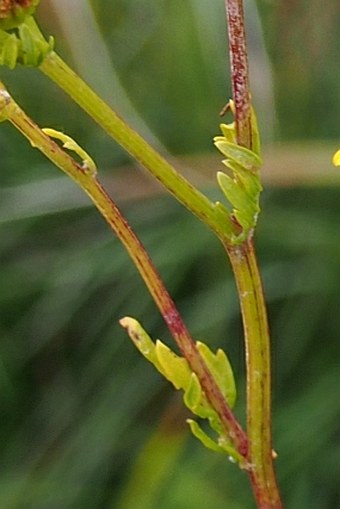 Senecio erucifolius