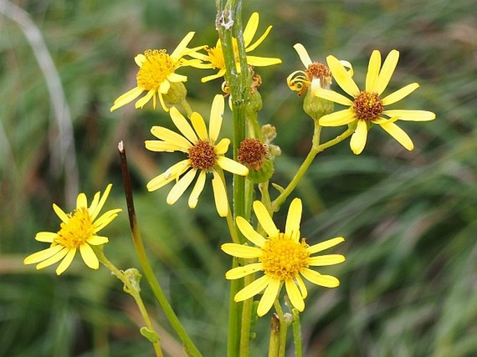 SENECIO ERUCIFOLIUS L. - starček roketolistý / starček erukolistý