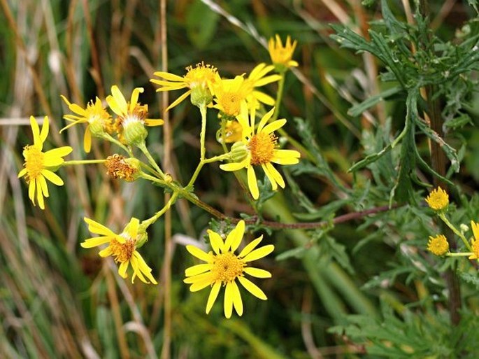 Senecio erucifolius