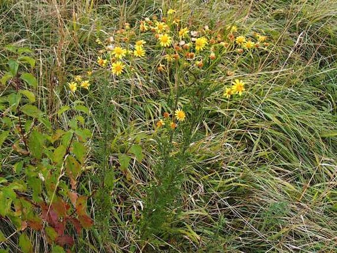 Senecio erucifolius