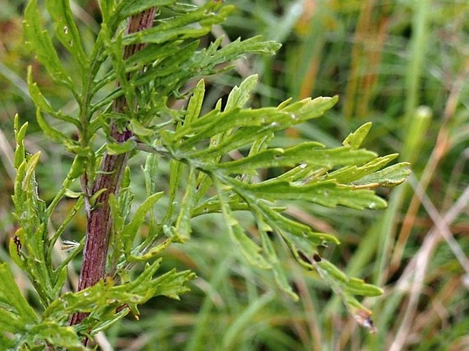 Senecio erucifolius