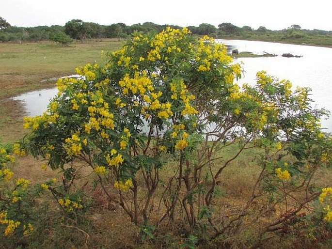 Senna auriculata