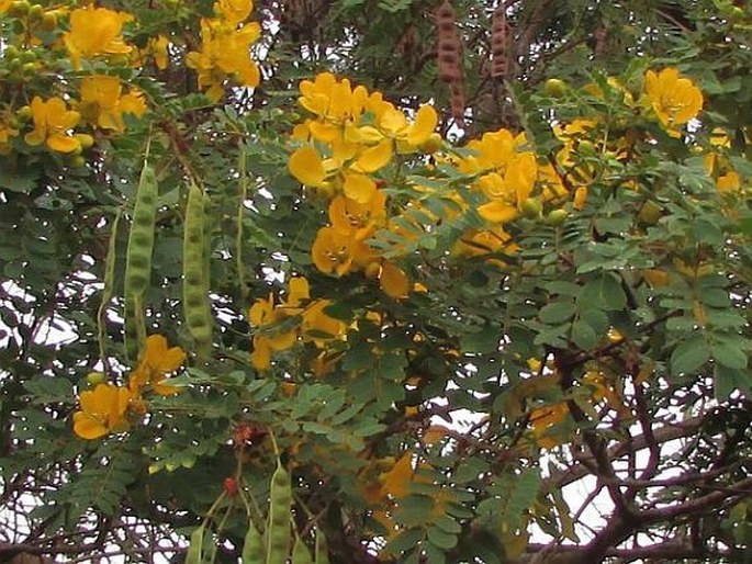 Senna auriculata