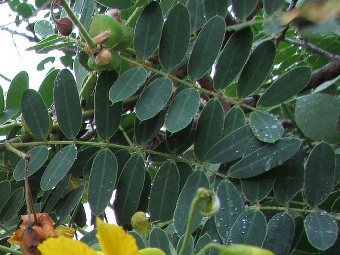 Senna auriculata