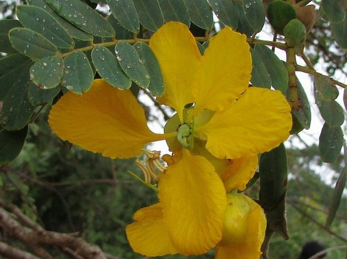 Senna auriculata