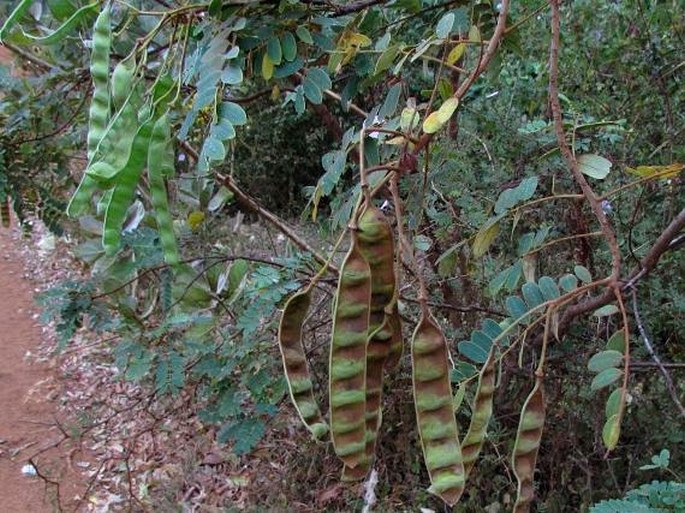 Senna auriculata