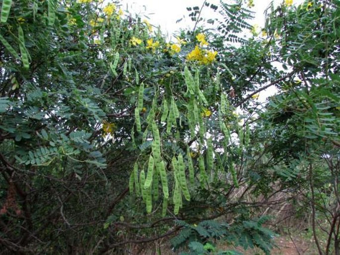 Senna auriculata