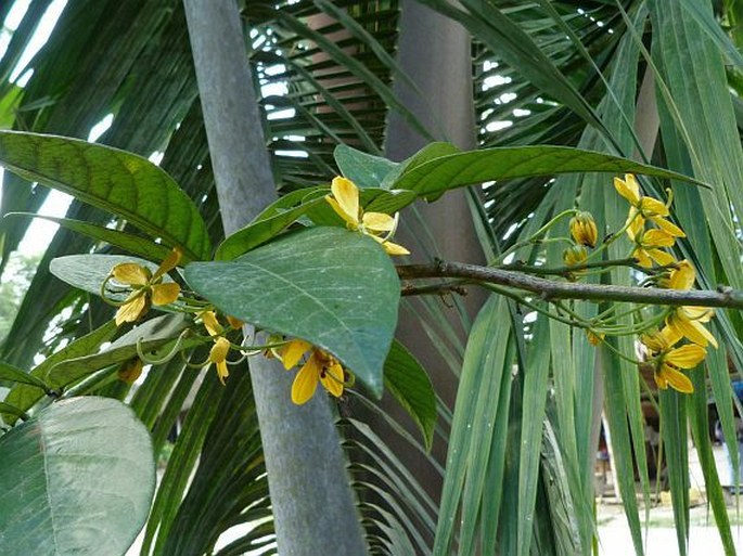 Senna bacillaris