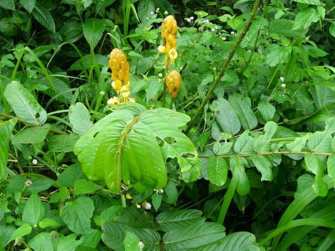 Senna reticulata