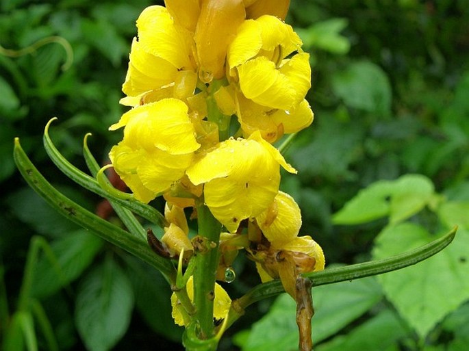 Senna reticulata