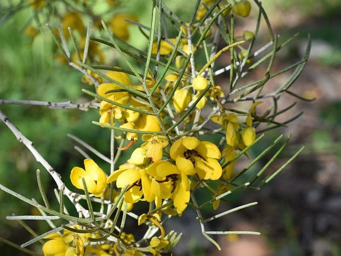 SENNA ARTEMISIOIDES (Gaudich. ex DC.) Randell