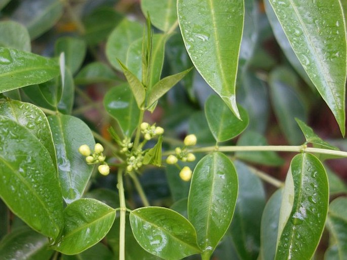 Senna septemtrionalis