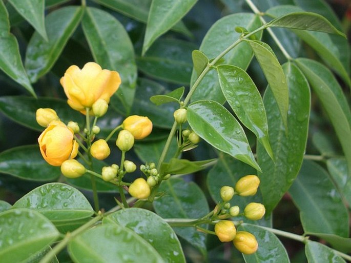 Senna septemtrionalis