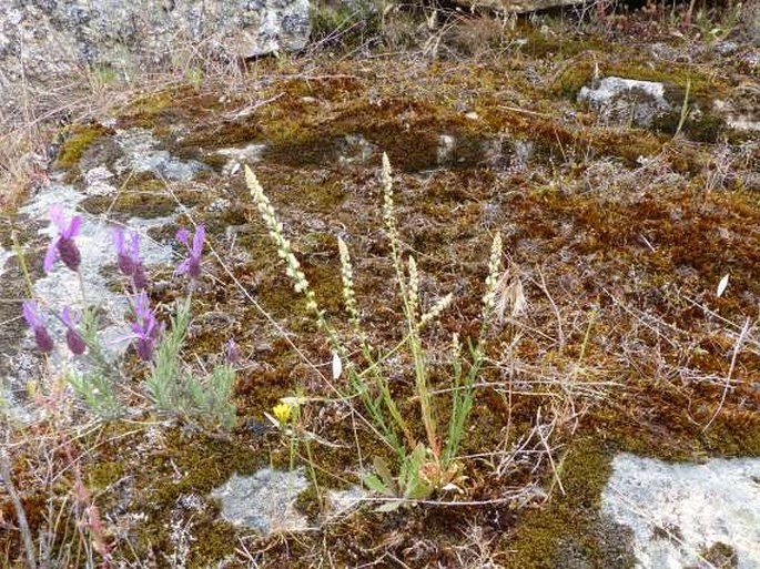 Sesamoides purpurascens