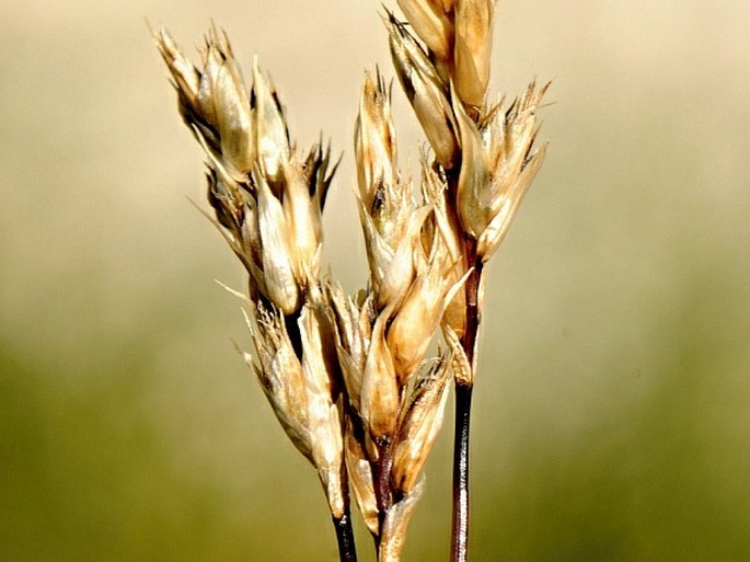 Sesleria nitida