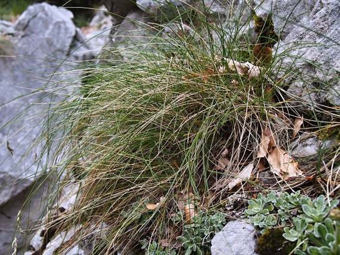 Sesleria tenuifolia