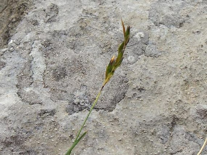 Sesleria tenuifolia