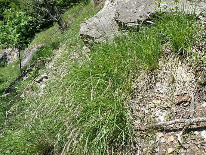 Sesleria latifolia