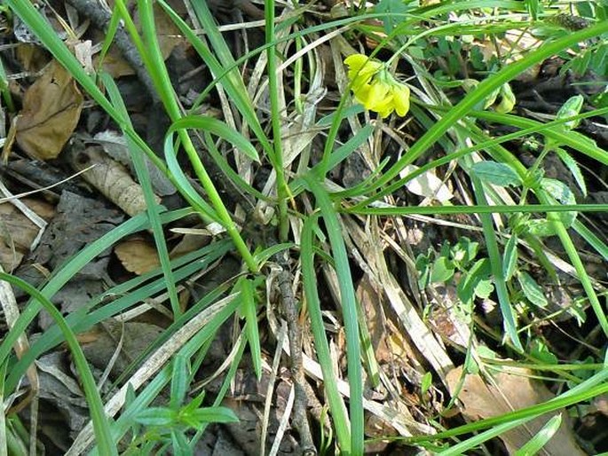 Sesleria latifolia