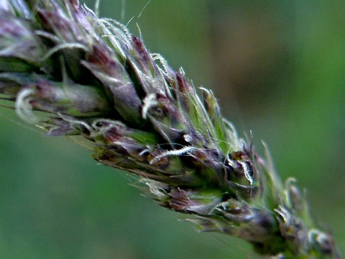 Sesleria latifolia