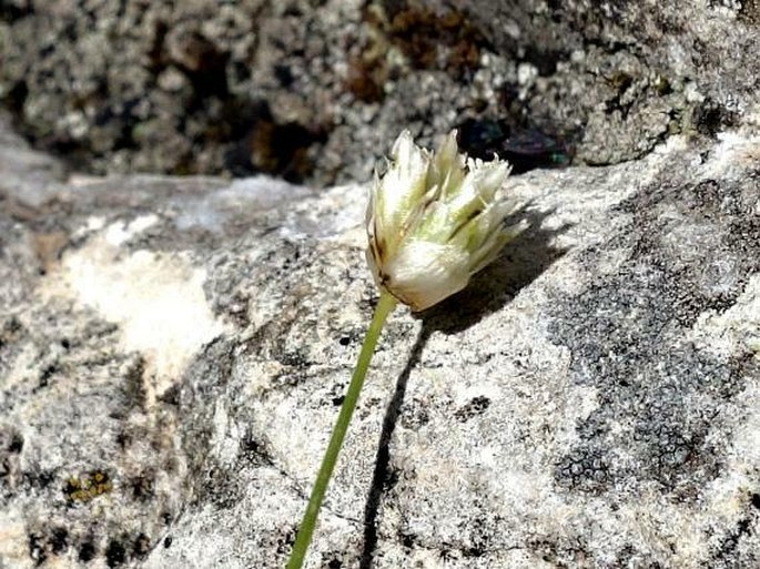 Sesleria sphaerocephala