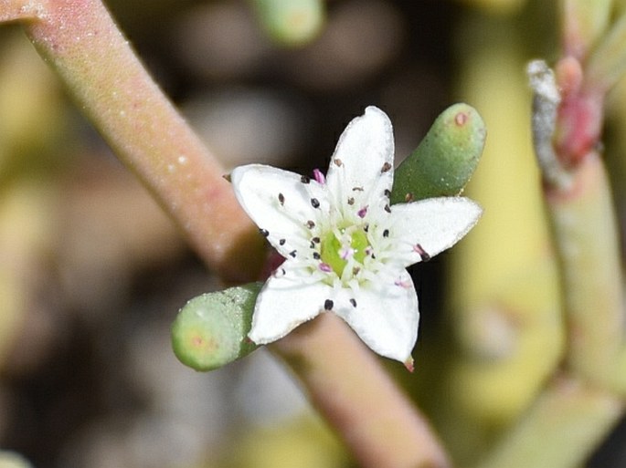 Sesuvium edmonstonei