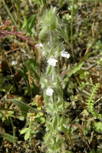 Sideritis romana