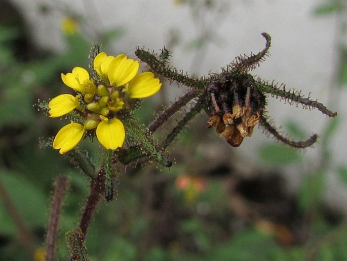 SIGESBECKIA JORULLENSIS Kunth