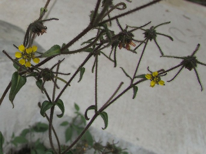 Sigesbeckia jorullensis