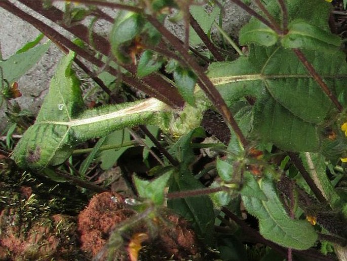 Sigesbeckia jorullensis