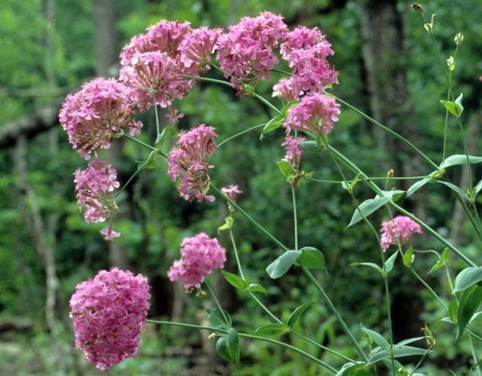 SILENE COMPACTA Fisch. – silenka