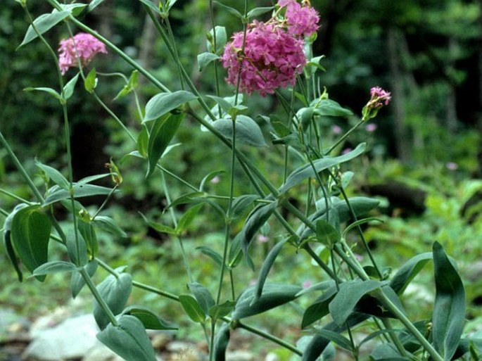 Silene compacta