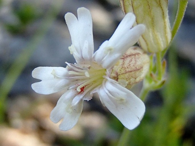 SILENE DOUGLASII Hook. – silenka