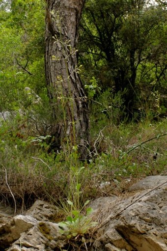 Silene gigantea