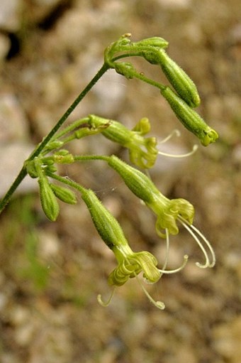 Silene gigantea