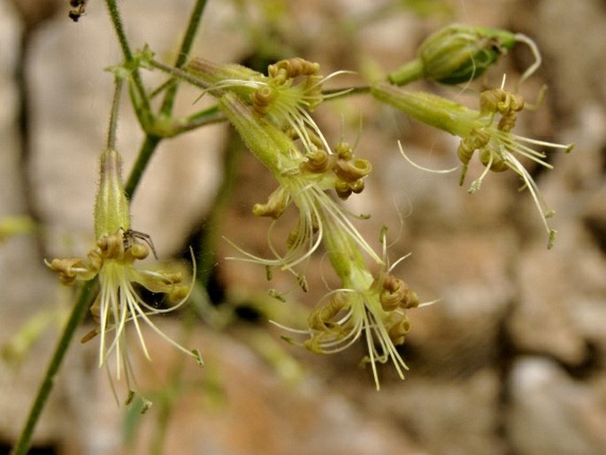 Silene gigantea