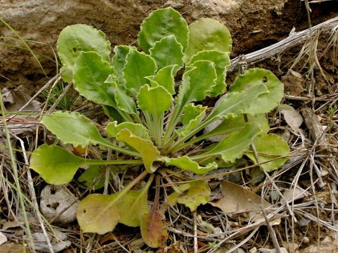 Silene gigantea