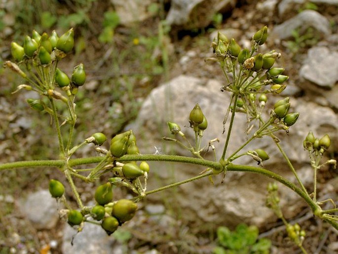 Silene gigantea