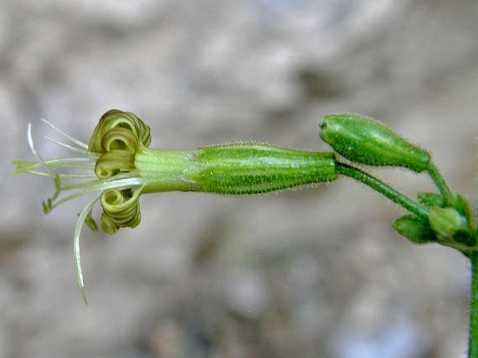 Silene gigantea