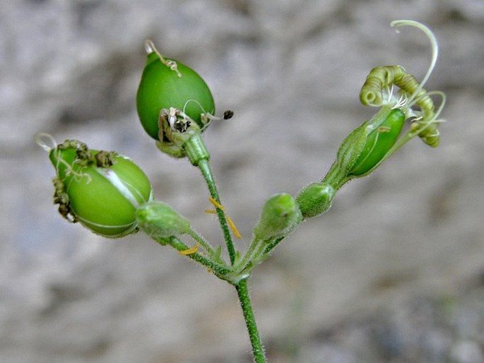 Silene gigantea