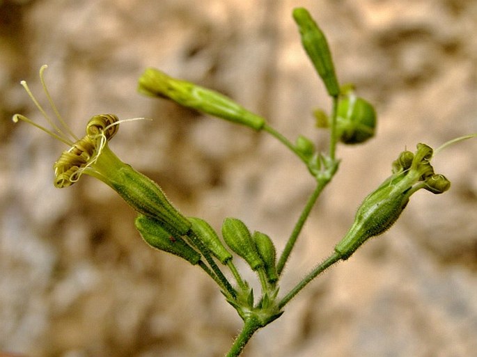 SILENE GIGANTEA L. – silenka