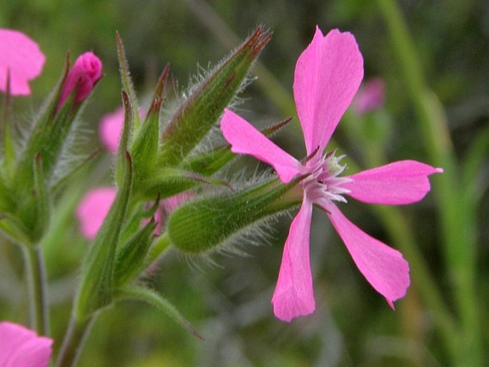 SILENE LYDIA Boiss. – silenka