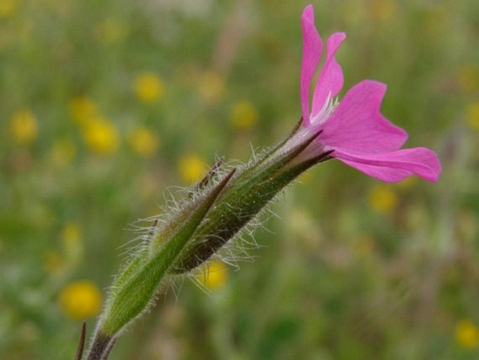 Silene lydia