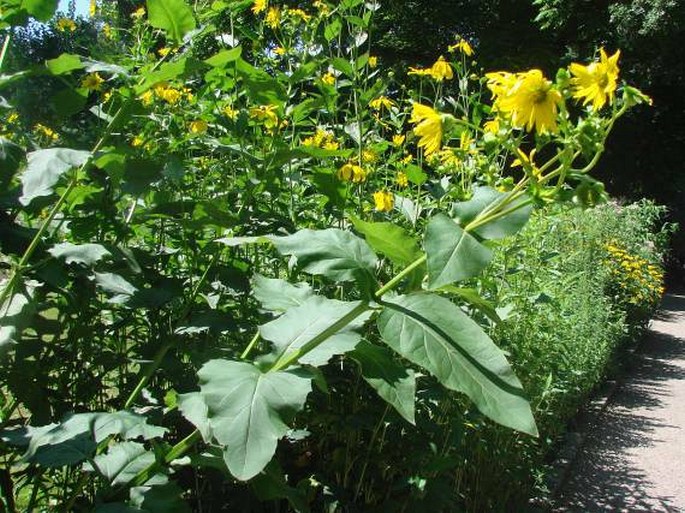 Silphium perfoliatum