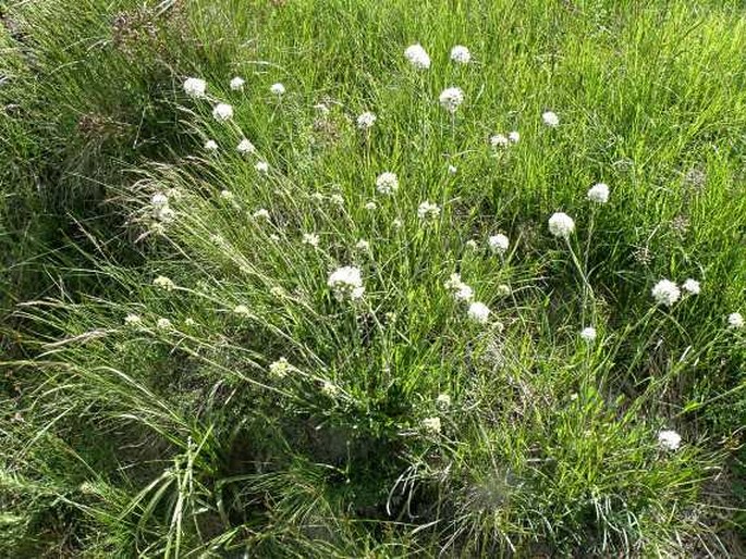 Silene roemeri