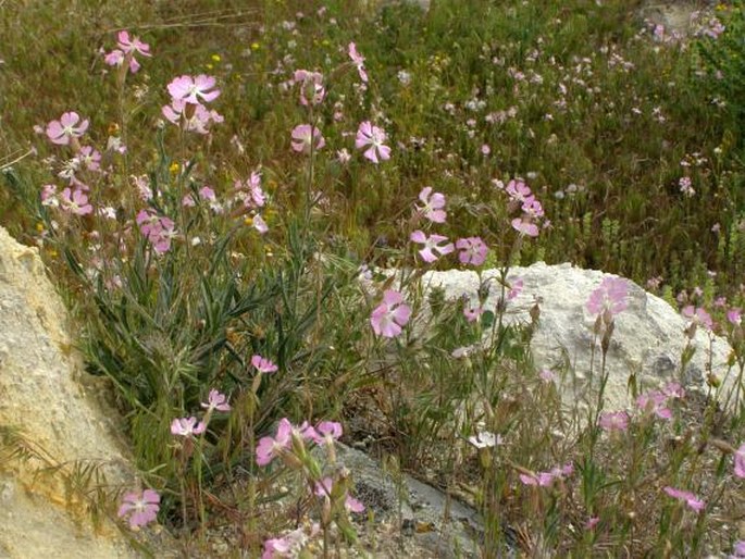 Silene subconica