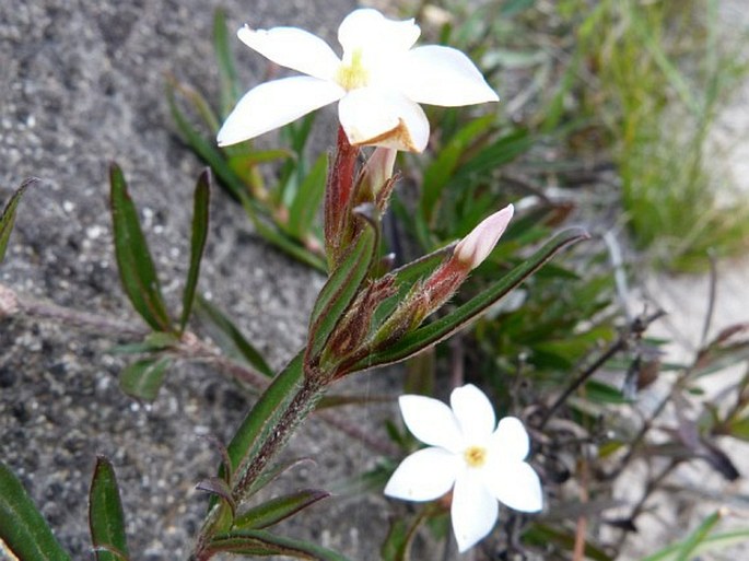 Sipanea galioides