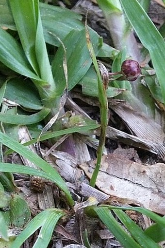 Sisyrinchium rosulatum