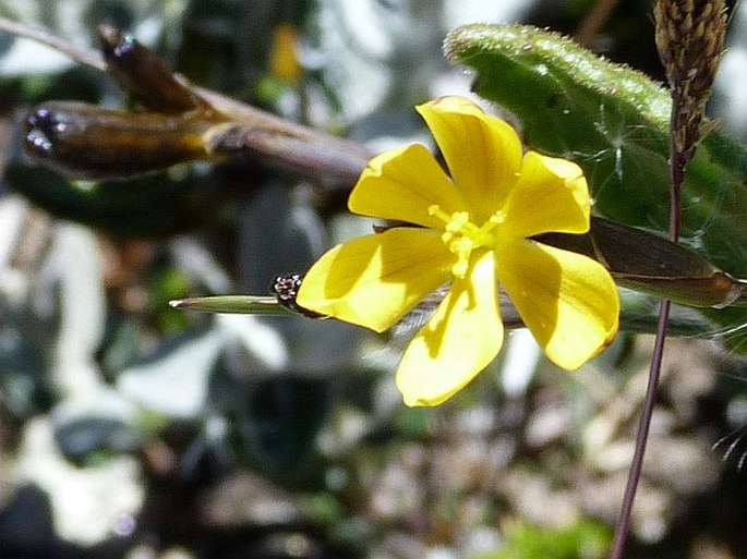 Sisyrinchium tinctorium